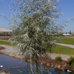 Salix exigua